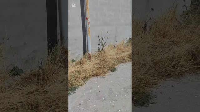 В приюте всегда найдется дополнительная работа