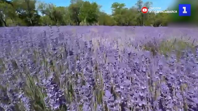 В парке «Учкуевка» зацвели ароматные поля лаванды