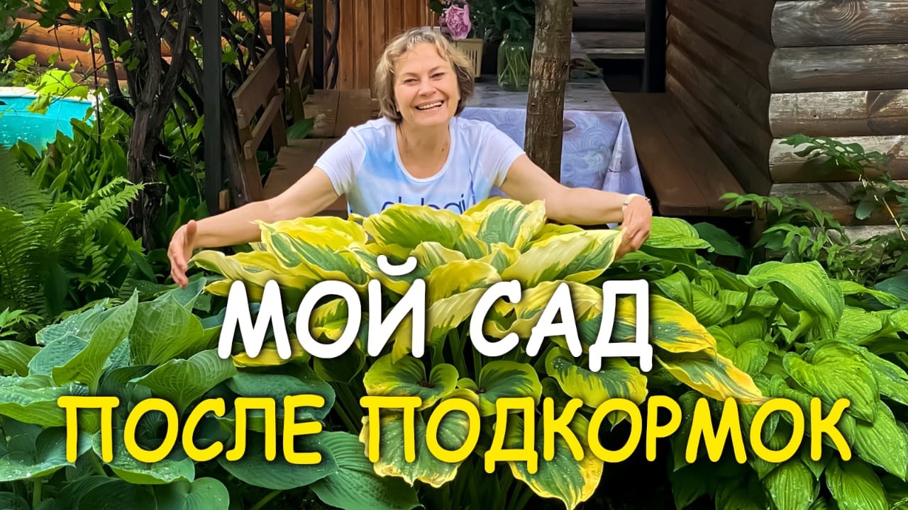 МОЙ САД через МЕСЯЦ ПОСЛЕ ПОДКОРМОК