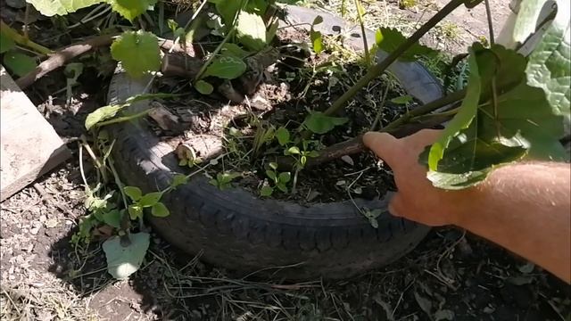 Моя зона отдыха в виноградной лозе