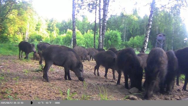 Фотоловушка. Утренняя кормешка.