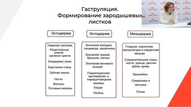 Эмбриология кошки