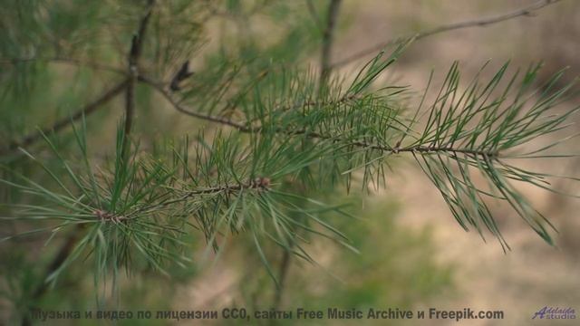 Картинка разгорается ярче, если включить этот трек - Crawling For Freedom -- Famous Logs In History