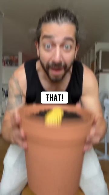 How to Grow Corn  creative explained