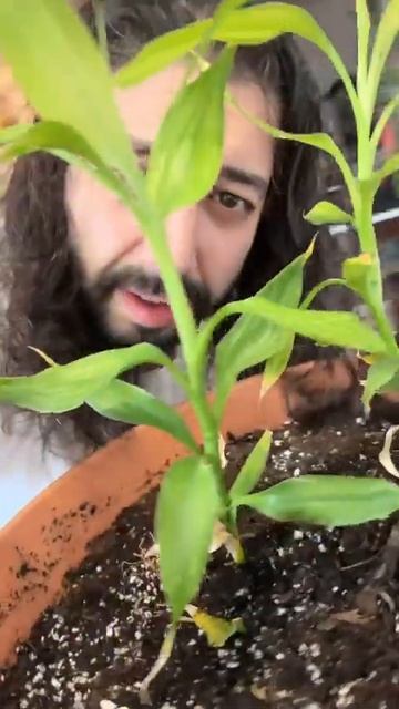 How to Get Free Ginger for Life!  creative explained