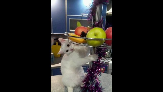 ФРОСЯ, С ДНЁМ РОЖДЕНИЯ!!!!! МОЯ ЛЮБИМАЯ КОШЕЧКА🐈