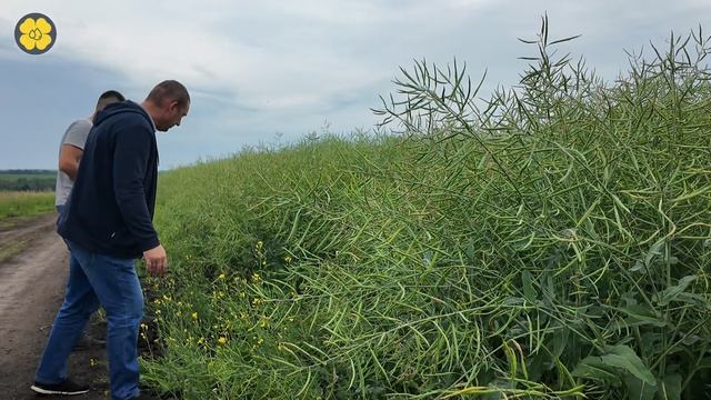 Рапс. Агросопровождение в Орловской области.