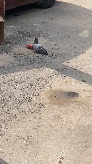 Голубь ест колбасу