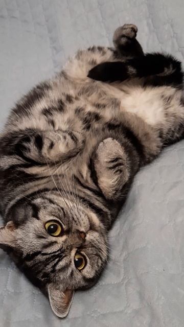 9 лет уже коту!🐱 #cat