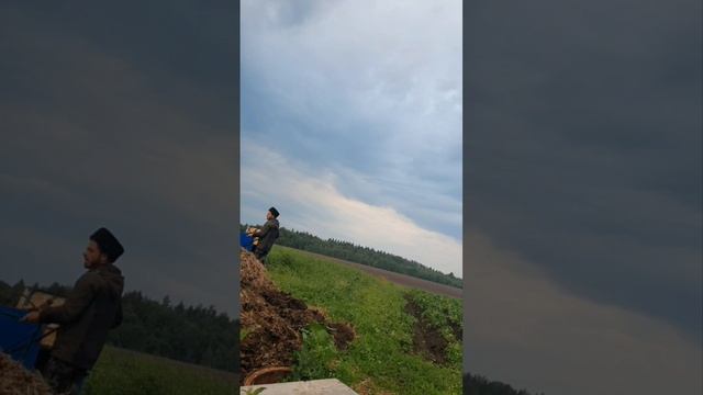 Как подготовить орловцев к первой выездке,приучить к оглоблям