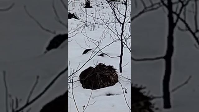 Встреча в лесу.
