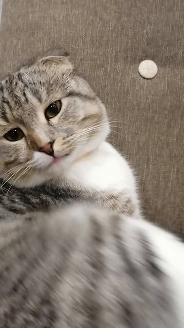 Котэээ
