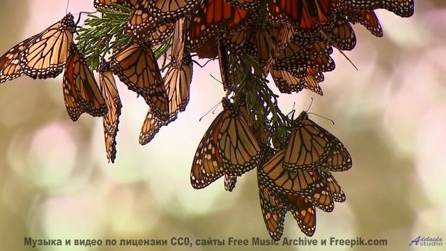 Это видео - как глоток свежего лесного воздуха! - Acceptance And Desperation -- Kirk Osamayo -- Seas