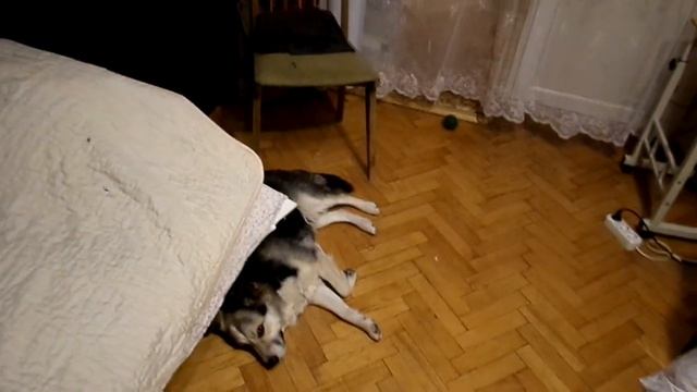 Наступил Новый 2023 год!