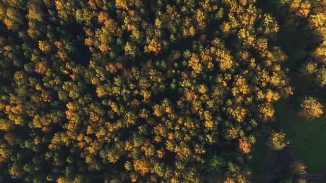 Музыка для тех, кто целуется под шум поезда на ночном вокзале - Gold Rush -- Satellite State -- Coll