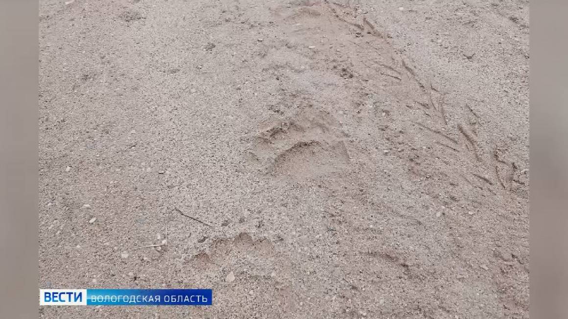 Медведь вышел к одной из жилых деревень в Кичменгско-Городецком округе