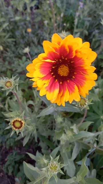 20250528_майская цветочная клумба_1