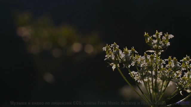 Почему эти кадры ПОД ЗАПРЕТОМ - Track 04 -- Berbere Superstar -- The Best Things Are Never Recorded