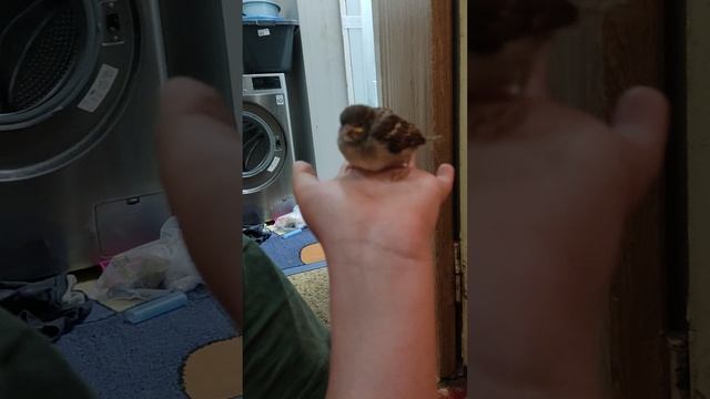 воробушек не летает