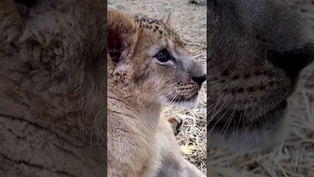 Что вы не знали о львах: роль, сила и уязвимость 🦁