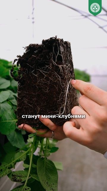 Зачем мы сажаем картофель в цветочные горшки?