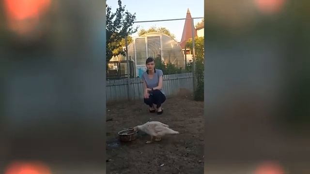 Почему утки выходят сухими из воды?