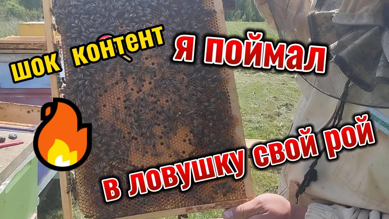 Шок!!! мой рой залетел в мою ловушку