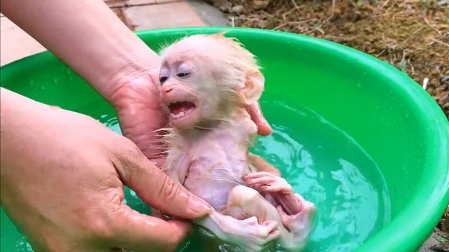 Обезьянку МАЛЮСЕНЬКУЮ  нашли одну Первый день в доме Помыли Накормили ДРЫХНЕТ МИЛОТА