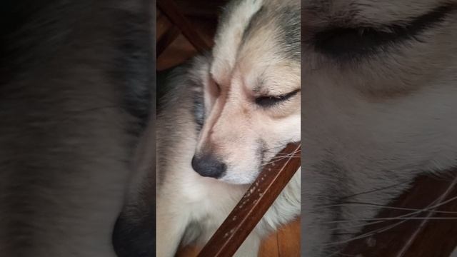 Пончик уснул под стулом