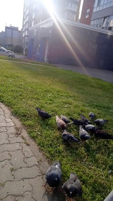воробей и голуби