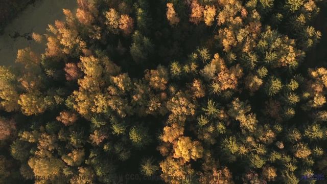 Поля расцветают при каждом аккорде этой мелодии - Not Listening -- Ketsa -- Equinox Rising