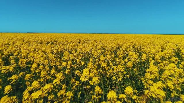 Музыка и виды растворяют время и пространство - Le Festival -- Benjamin Bret -- Black Kracougol
