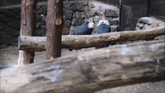 Марабу наблюдают как кормят соседей и ждут своей очереди 16.06.2025