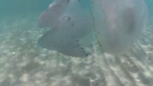 VID-20240622-WA0004