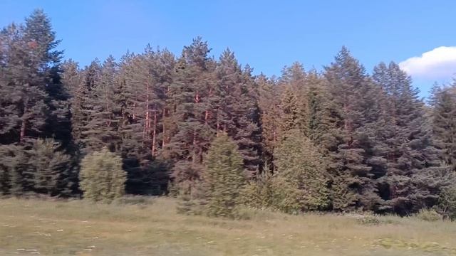 СОСНОВАЯ РУСЬ