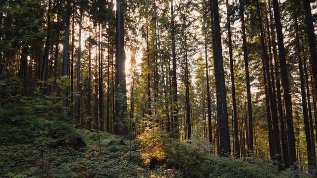 Вы не поверите, что это реальность - пока не услышите! - Changing World -- Ketsa -- Metaphysics