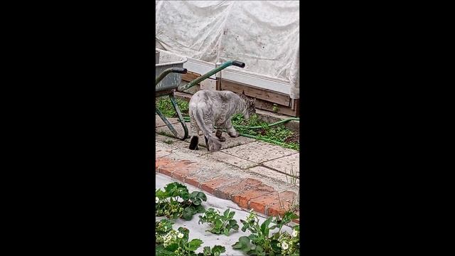 Кот. Кос