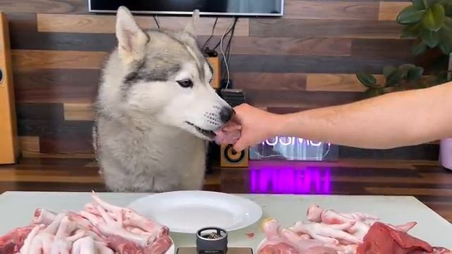 Смотрите как собака вкусно поедает вкусняшки. Супер расслабление и освобождение от тревоги