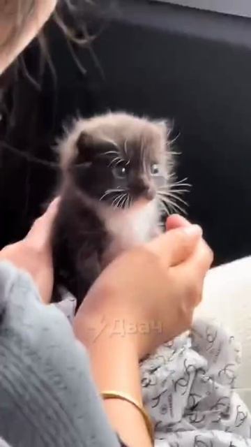 К ВЕТЕРИНАРУ СТРАШНО
