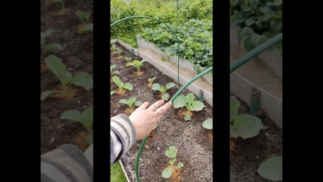 🥬 КАПУСТА без гусениц + плюс вкусная ПОДКОРМКА👍🔥