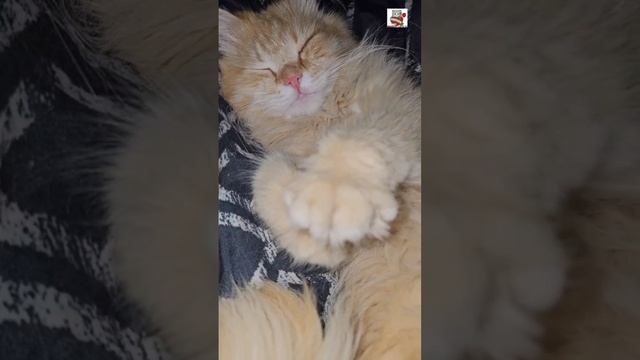 Сладких снов 🌜😽❤️😽🍼🐈🐈🐈🐈🐈