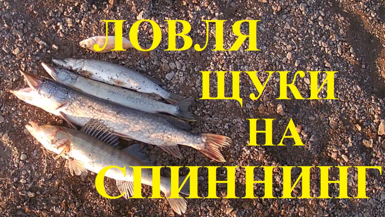 Рыбалка спиннингом на щуку