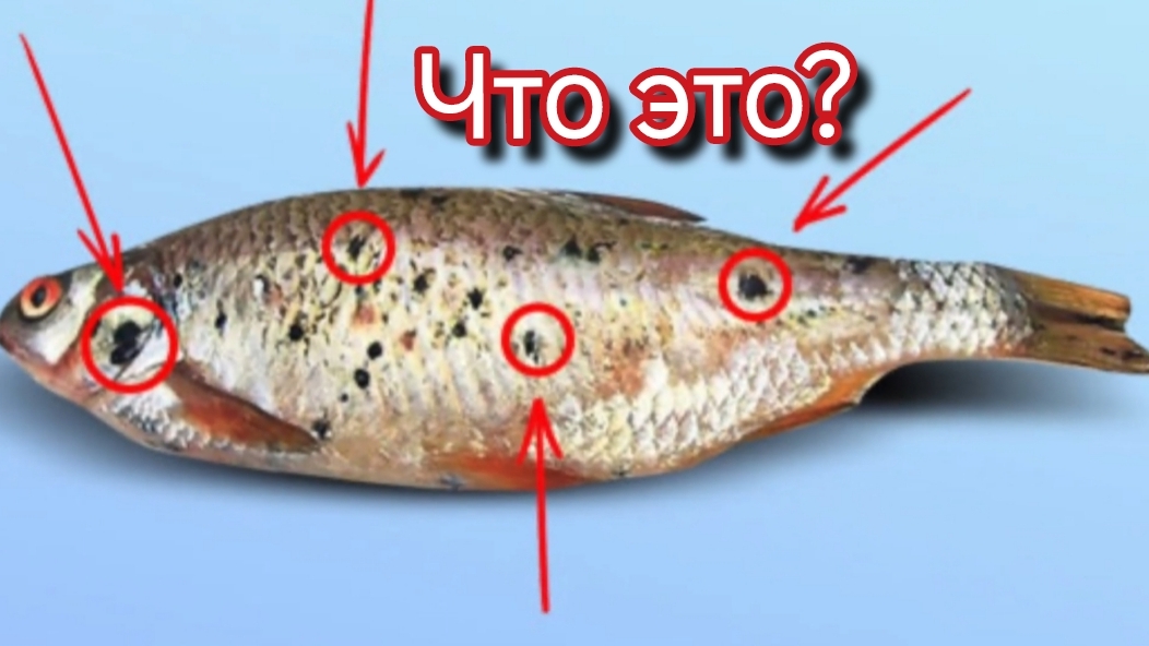 Пятна на рыбе! Что не так, можно ли есть эту рыбу? 🐠🐋🐟
