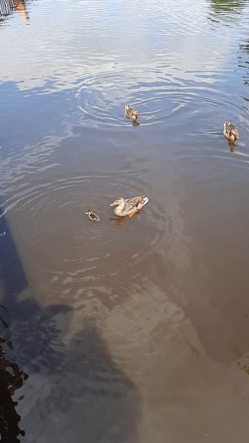Уточки город Семёнов Нижегородская область