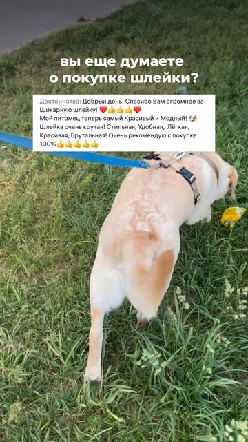 Друзья, убедитесь в удобстве и комфорте шлейки во время примерки 💯