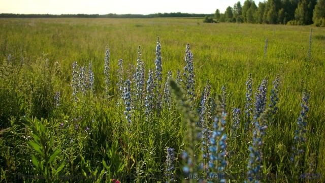 Кадры, обработанные алгоритмами будущего - ваш мозг не поверит! - Overstand -- Ketsa -- Equinox Risi