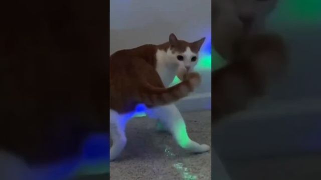 ДиСкАтЕкА у КоТоВ!!! 🤗