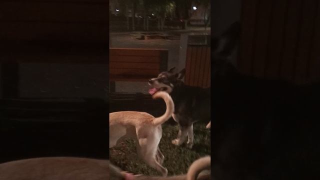 Новая подружка Пса