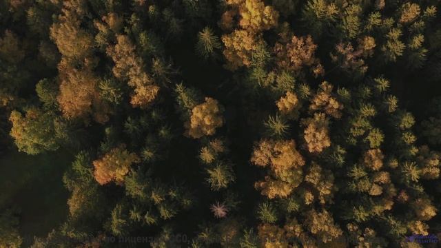 Леса качаются, как море, под такую мелодию - Covid Blues -- Derek Clegg -- Man on the Run