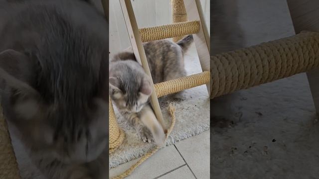 Ноябрьск "Добродел"